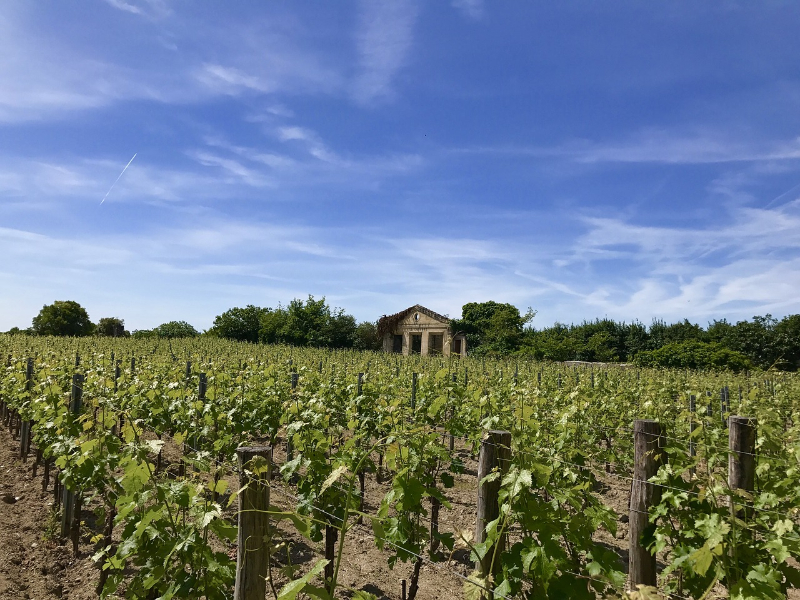 winnica Bordeaux