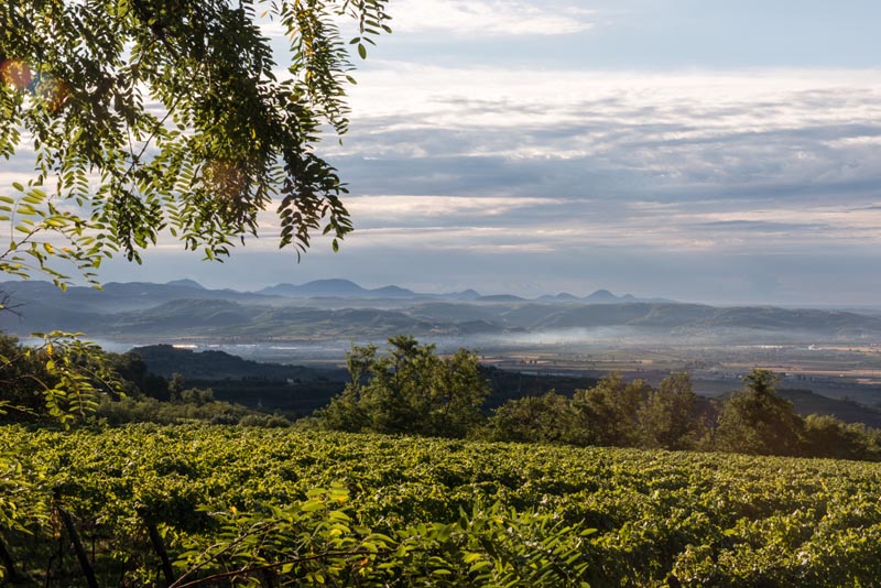 Winnica Tenuta di Corte Giacobbe