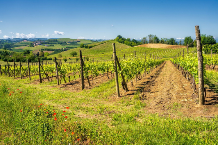 winnice, w których uprawia się winogrona na Barbaresco