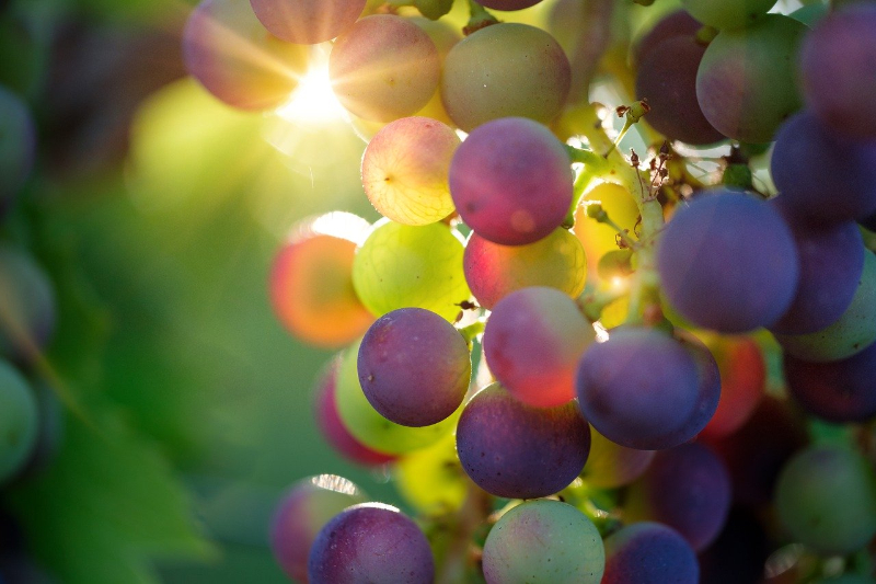 Winogrona w winnicy